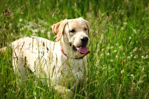 happy dog play in green grass