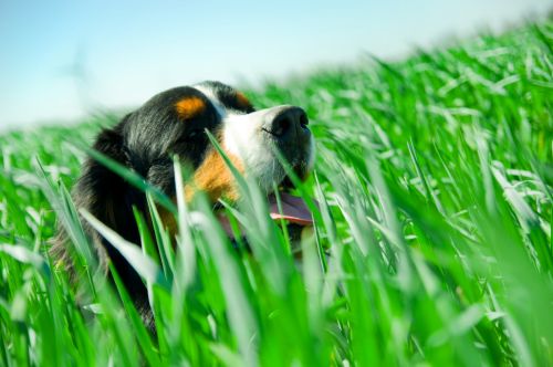 A cute dog portrait in the grass