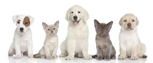 Group of small kitten and puppies are on white background